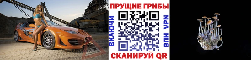 Псилоцибиновые грибы Cubensis  Дмитров 